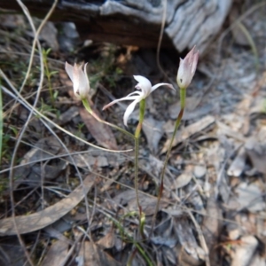 Caladenia ustulata at Aranda, ACT - 23 Oct 2017