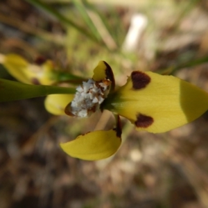 Psychidae (family) IMMATURE at Aranda, ACT - 23 Oct 2017