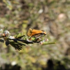 Philobota undescribed species near arabella (A concealer moth) at Belconnen, ACT - 15 Oct 2017 by CathB