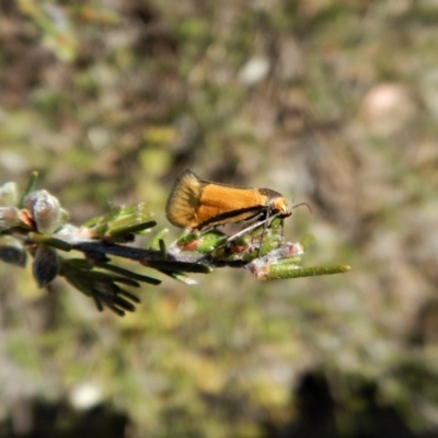 Philobota undescribed species near arabella (A concealer moth) at Belconnen, ACT - 15 Oct 2017 by CathB