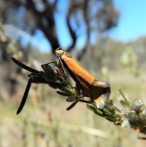 Philobota undescribed species near arabella at Belconnen, ACT - 15 Oct 2017