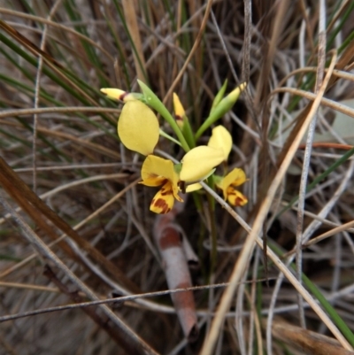 Diuris nigromontana (Black Mountain Leopard Orchid) at Cook, ACT - 8 Oct 2017 by CathB