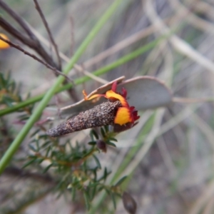 Lepidoscia (genus) IMMATURE at Aranda, ACT - 5 Oct 2017