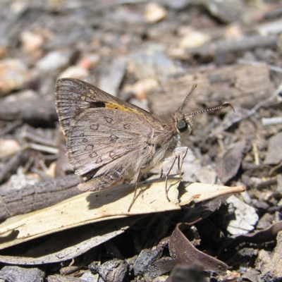 Trapezites phigalia (Heath Ochre) at Canberra Central, ACT - 25 Oct 2017 by MatthewFrawley