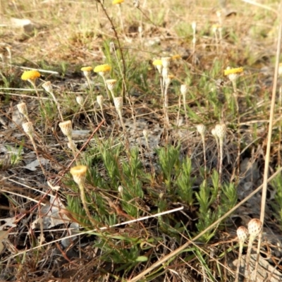 Leptorhynchos squamatus (Scaly Buttons) at Belconnen, ACT - 9 Oct 2017 by CathB