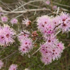 Kunzea parvifolia (Violet kunzea) at Cook, ACT - 24 Oct 2017 by CathB