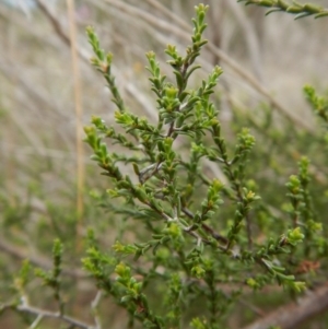 Kunzea parvifolia at Cook, ACT - 24 Oct 2017