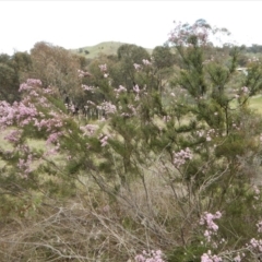 Kunzea parvifolia at Cook, ACT - 24 Oct 2017