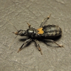 Peirates sp. (genus) (Yellow-spot Assassin Bug) at Greenway, ACT - 17 Oct 2017 by MichaelBedingfield