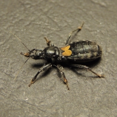 Peirates sp. (genus) (Yellow-spot Assassin Bug) at Greenway, ACT - 17 Oct 2017 by MichaelBedingfield