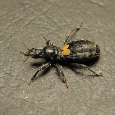 Peirates sp. (genus) (Yellow-spot Assassin Bug) at Greenway, ACT - 17 Oct 2017 by michaelb