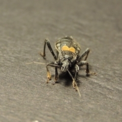 Peirates sp. (genus) at Greenway, ACT - 17 Oct 2017