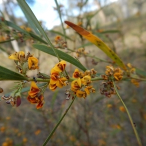 Daviesia mimosoides at Cook, ACT - 24 Oct 2017