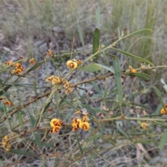 Daviesia mimosoides at Cook, ACT - 24 Oct 2017