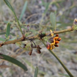 Daviesia mimosoides at Cook, ACT - 24 Oct 2017