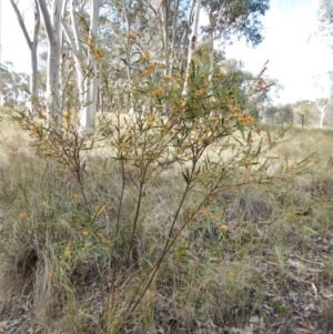 Daviesia mimosoides at Cook, ACT - 24 Oct 2017