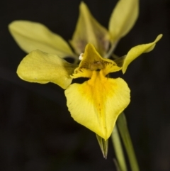 Diuris amabilis (Large Golden Moth) at Forde, ACT - 24 Oct 2017 by DerekC