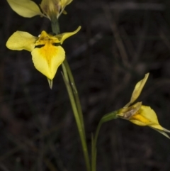 Diuris amabilis at Forde, ACT - 24 Oct 2017