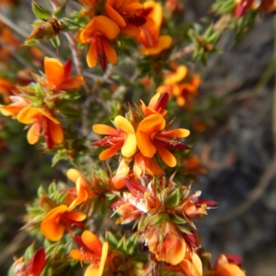 Pultenaea procumbens (Bush Pea) at Mount Painter - 24 Oct 2017 by CathB