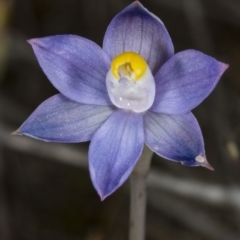 Thelymitra pauciflora (Slender Sun Orchid) at Gungahlin, ACT - 24 Oct 2017 by DerekC