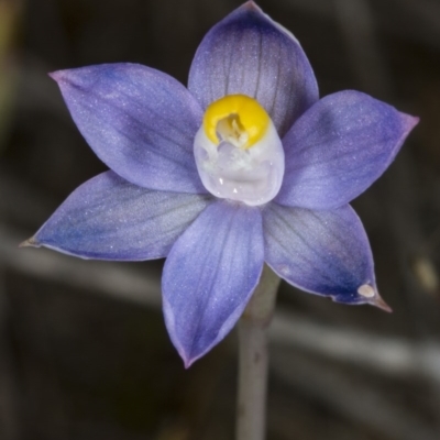 Thelymitra pauciflora (Slender Sun Orchid) at Gungahlin, ACT - 24 Oct 2017 by DerekC