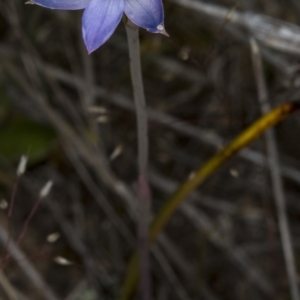 Thelymitra pauciflora at Gungahlin, ACT - 24 Oct 2017