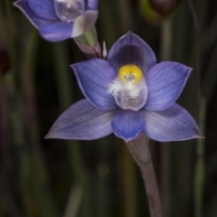 Thelymitra pauciflora at Gungahlin, ACT - 24 Oct 2017