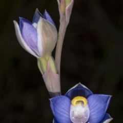 Thelymitra pauciflora at Gungahlin, ACT - 24 Oct 2017