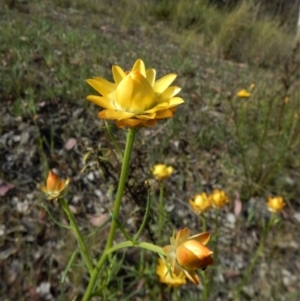 Xerochrysum viscosum at Cook, ACT - 24 Oct 2017 03:34 PM