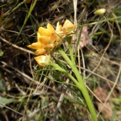 Xerochrysum viscosum at Cook, ACT - 24 Oct 2017 03:34 PM