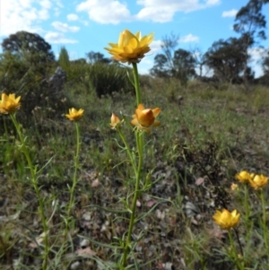 Xerochrysum viscosum at Cook, ACT - 24 Oct 2017