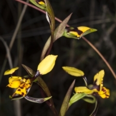 Diuris pardina (Leopard Doubletail) at Gungahlin, ACT - 24 Oct 2017 by DerekC