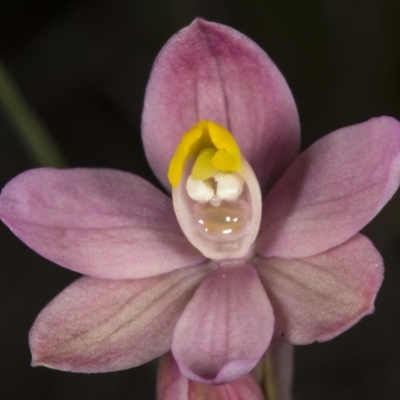 Thelymitra carnea (Tiny Sun Orchid) at Gungahlin, ACT - 24 Oct 2017 by DerekC