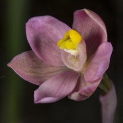 Thelymitra carnea at Gungahlin, ACT - suppressed