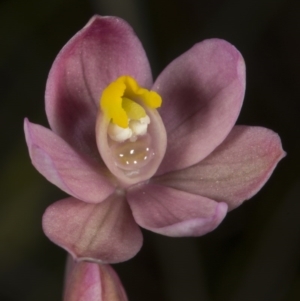 Thelymitra carnea at Gungahlin, ACT - suppressed