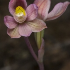 Thelymitra carnea at Gungahlin, ACT - suppressed