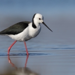 Himantopus leucocephalus (Pied Stilt) at Black Lake & Black Lake TSR (near Bibbenluke) - 5 Jun 2017 by Leo