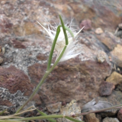 Rytidosperma sp. (Wallaby Grass) at Mount Ainslie - 24 Oct 2017 by SilkeSma