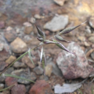 Rytidosperma sp. at Majura, ACT - 25 Oct 2017 08:29 AM