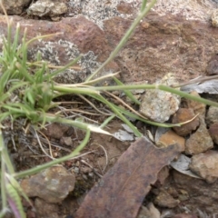 Rytidosperma sp. at Majura, ACT - 25 Oct 2017