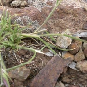 Rytidosperma sp. at Majura, ACT - 25 Oct 2017 08:29 AM