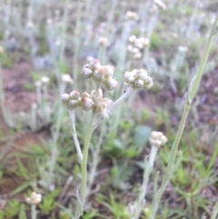 Pseudognaphalium luteoalbum (Jersey Cudweed) at Majura, ACT - 25 Oct 2017 by SilkeSma