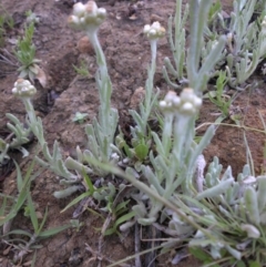 Pseudognaphalium luteoalbum at Majura, ACT - 25 Oct 2017 08:08 AM