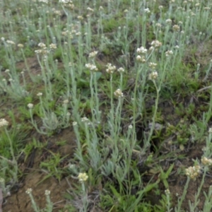 Pseudognaphalium luteoalbum at Majura, ACT - 25 Oct 2017 08:08 AM