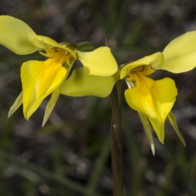 Diuris amabilis (Large Golden Moth) at Gundaroo Cemetery - 16 Oct 2017 by DerekC