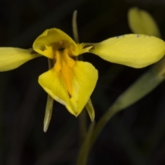 Diuris amabilis at Gundaroo, NSW - suppressed