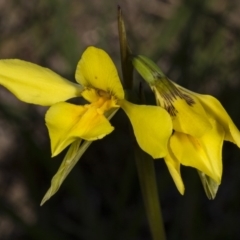 Diuris amabilis at Gundaroo, NSW - suppressed