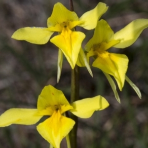 Diuris amabilis at Gundaroo, NSW - suppressed