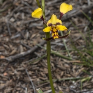 Diuris pardina at Gungahlin, ACT - 16 Oct 2017