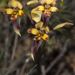 Diuris pardina at Gungahlin, ACT - 16 Oct 2017